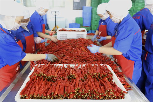 稅 鏈 驅動 四川特色產業集群的發展引擎